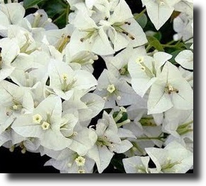 white bougainvillea