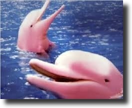 pink dolphins