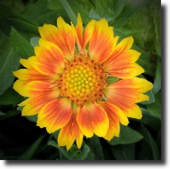 gaillardia