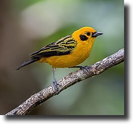 gold tangara