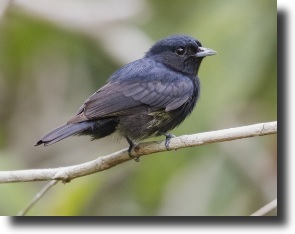black pipra