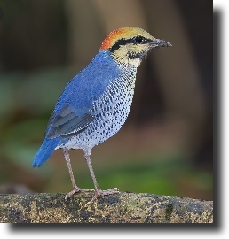 blue pitta