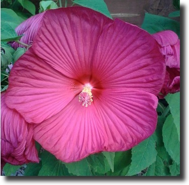 pink hibiscus