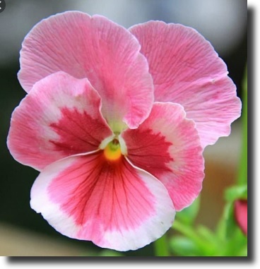 pink pansy