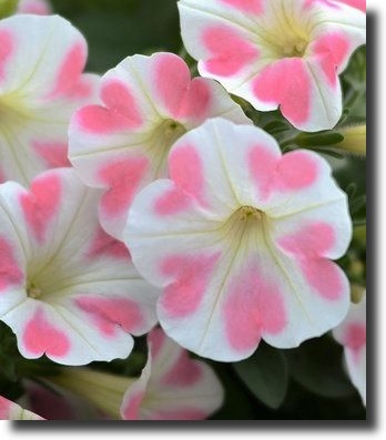 pink petunia