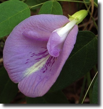 purple clitoria