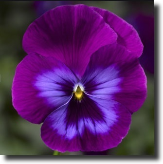 purple pansy
