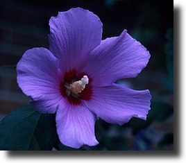 purple hibiscus