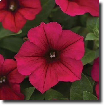 red petunia