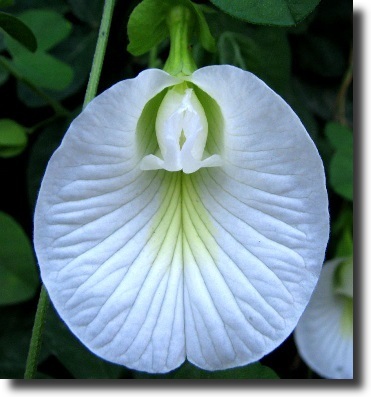 white clitoria
