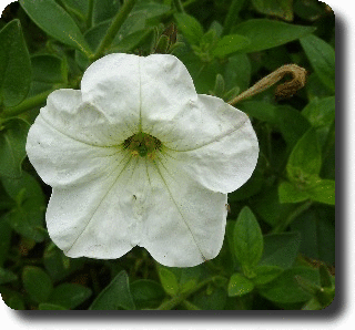 white petunia