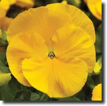 yellow pansy