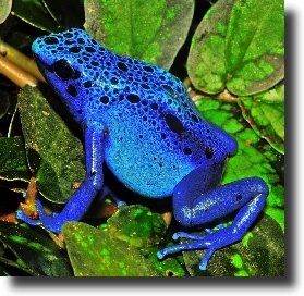 Kék nyílméregbéka-Dendrobates azureus