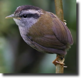 Barna tézia-Tesia superciliaris