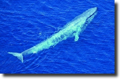 Kék bálna-Balaenoptera musculus