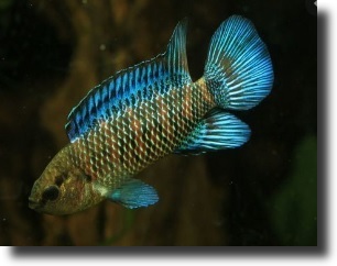 Kék sügér-Badis badis