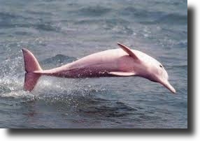 pink dolphin
