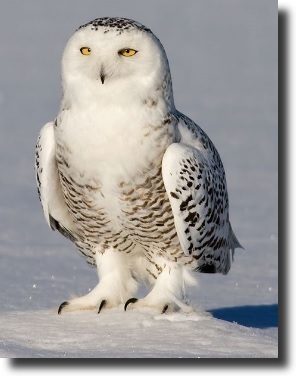snowowl