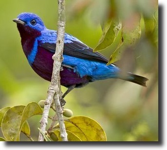 Kobaltkotinga-Cotinga maculata