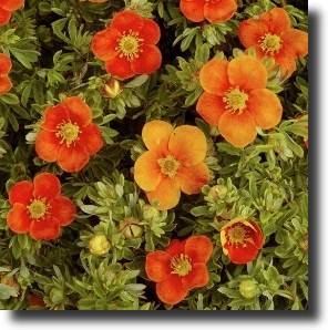 red potentilla