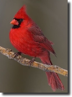 red cardinal