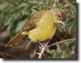 Sárga bülbül-Chlorocichla laetissima