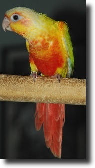 color conure