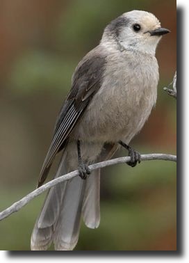 Szürke szajkó-Perisoreus canadensis