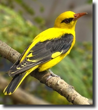 yellow oriole-Oriolus oriolus