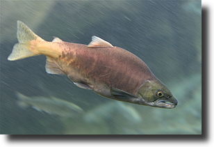 vörös lazac-Oncorhynchus nerka