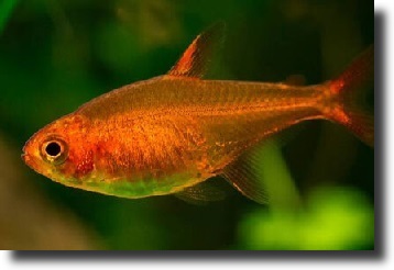 vörös fantomlazac-Hyphessobrycon sweglesi
