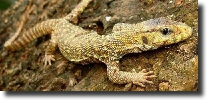 yellow varanus-Varanus flavescens