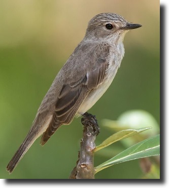 szürke légykapó tirannusz-Sayornis phoebe