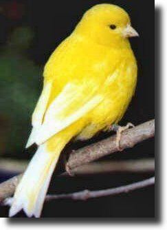yellow canary