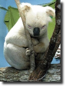 albino koala