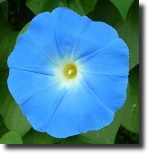 blue convolvulus