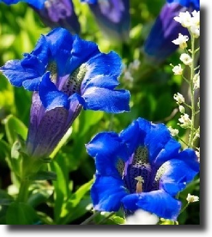 blue gentiana