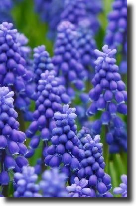 Blue muscari