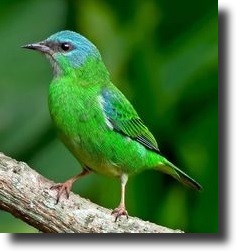 Blue dacnis