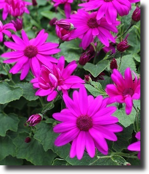 Pink cineraria