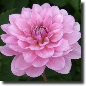 Pink dahlia