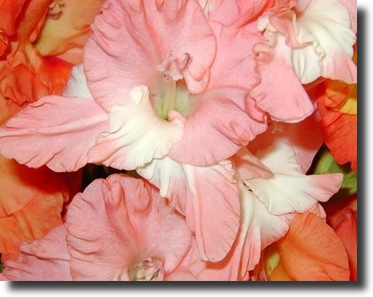 Pink gladiolus