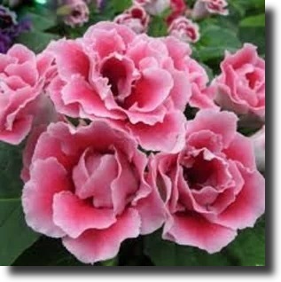 Pink gloxinia