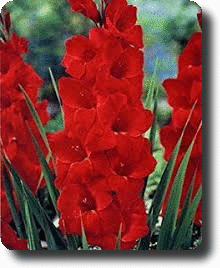 Red gladiolus