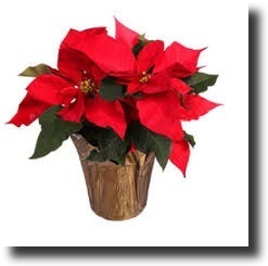 Poinsettia