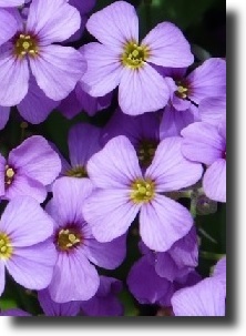 Purple aubrieta