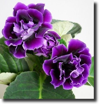 Purple gloxinia