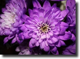 Purple chrysanthemum