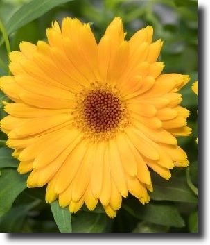 Yellow dahlia