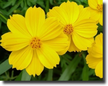 Yellow cosmos